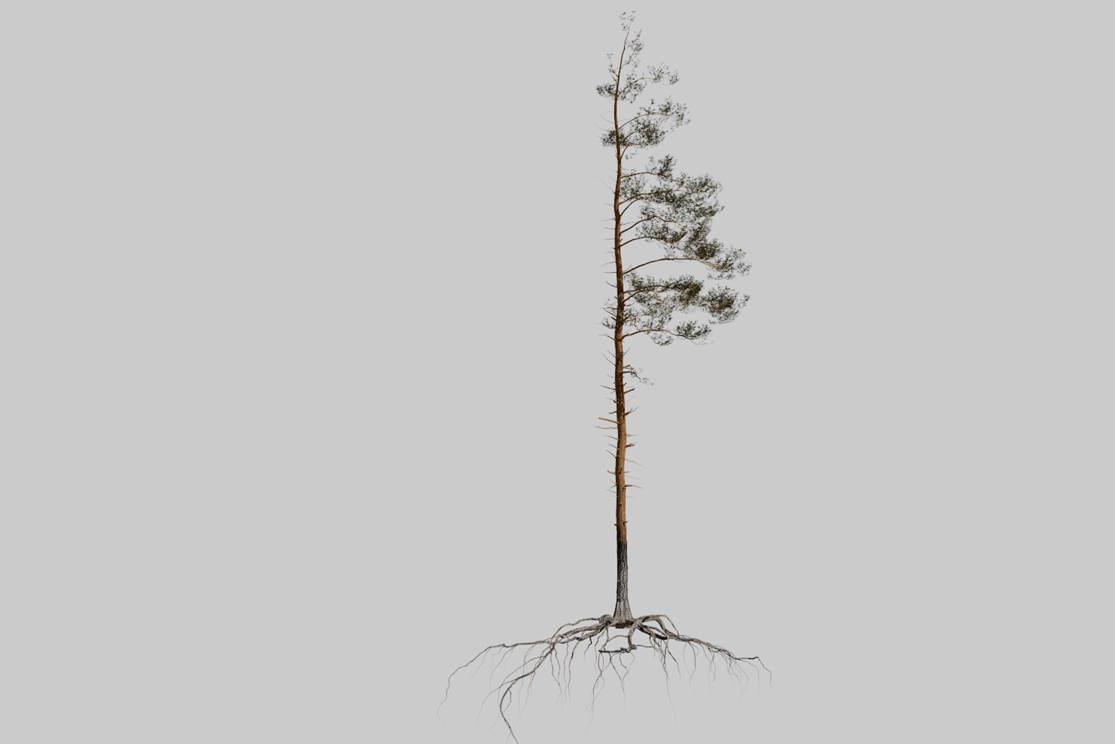 pine tree 4 model https://p.turbosquid.com/ts-thumb/z8/bvxjOy/XyeW7qk1/render3/png/1545142134/1920x1080/fit_q87/d0a65a6992e5c66f56890307a2275f08092aa507/render3.jpg