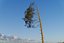 Pine Tree 4