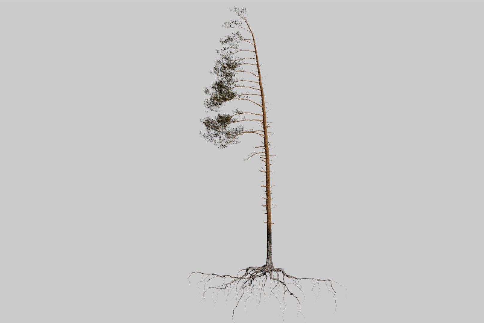 pine tree 4 model https://p.turbosquid.com/ts-thumb/z8/bvxjOy/YtYmXkgf/render1/png/1545142134/1920x1080/fit_q87/5fb760d33fd64b1a5e2a1976b6b00f86472c3600/render1.jpg