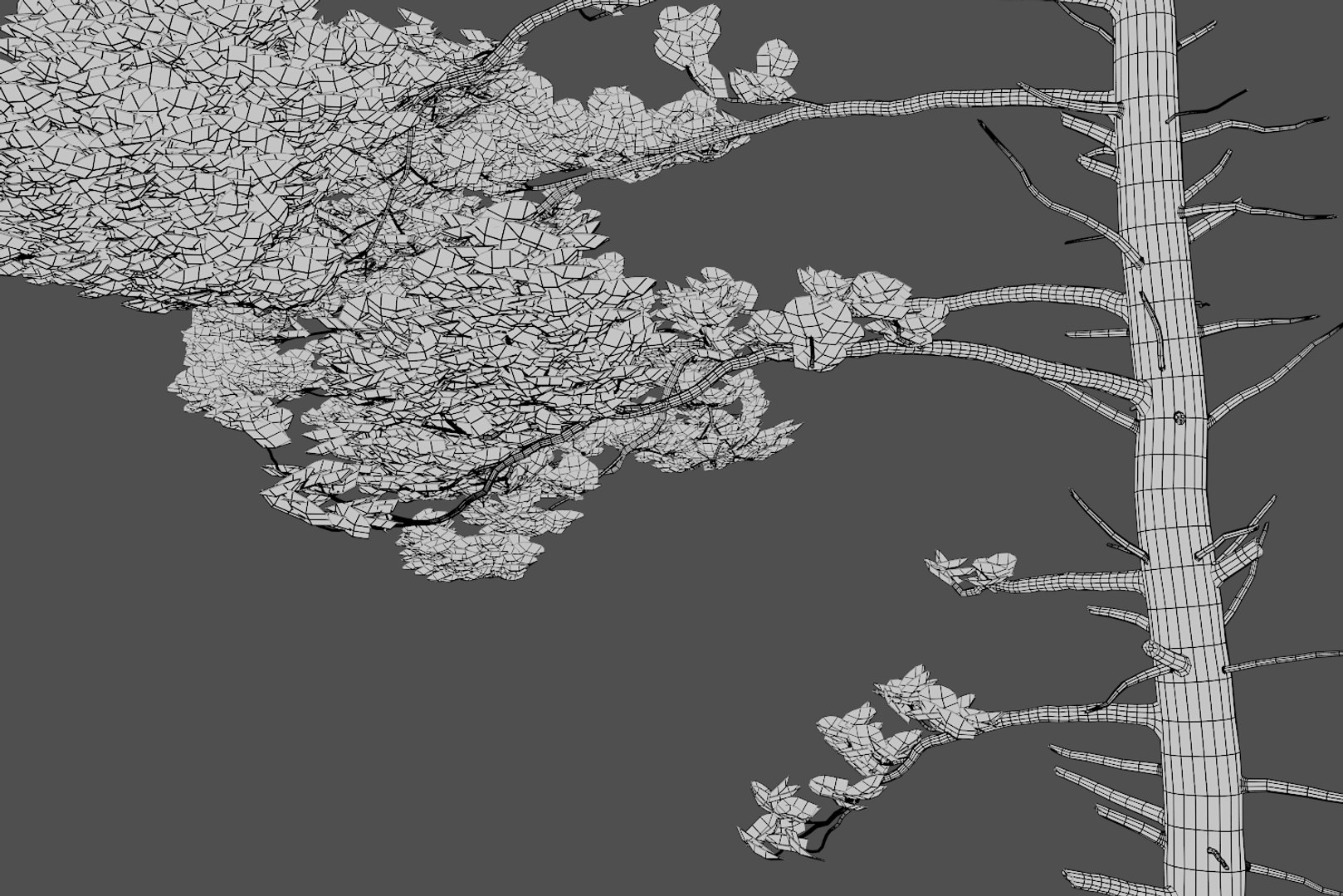 pine tree 4 model https://p.turbosquid.com/ts-thumb/z8/bvxjOy/ZNsw0iJI/wire7/png/1545142134/1920x1080/fit_q87/0a8865cc9df8495a6f9fd1a1f4c6e4b158d95269/wire7.jpg