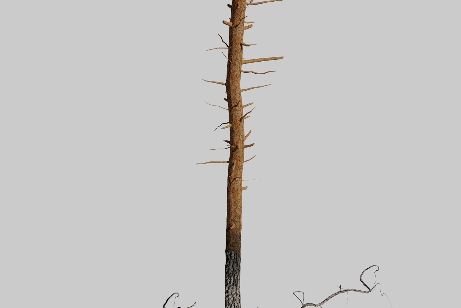 pine tree 4 model https://p.turbosquid.com/ts-thumb/z8/bvxjOy/Zo2BBv6Q/render8/png/1545142134/1920x1080/fit_q87/7ad83350c803411c1250bec98a9887d48fc8dc88/render8.jpg