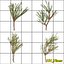 Pine Tree 4