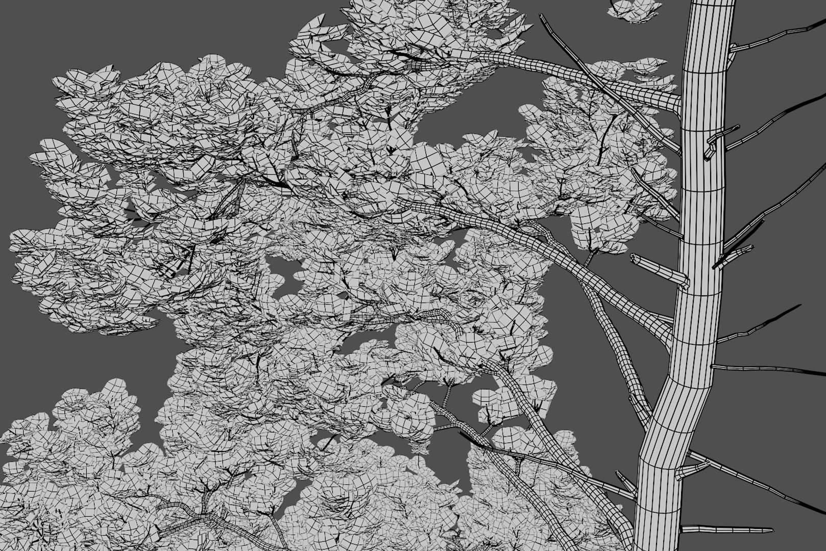 pine tree 4 model https://p.turbosquid.com/ts-thumb/z8/bvxjOy/xCIaoWj4/wire8/png/1545142134/1920x1080/fit_q87/6e59fd846234c00086394efdc678a48764045892/wire8.jpg
