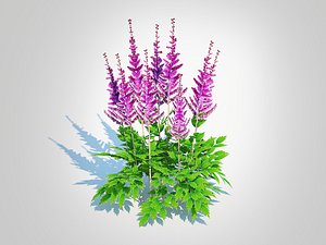 3D Astible chinensis - dwarf astilbe