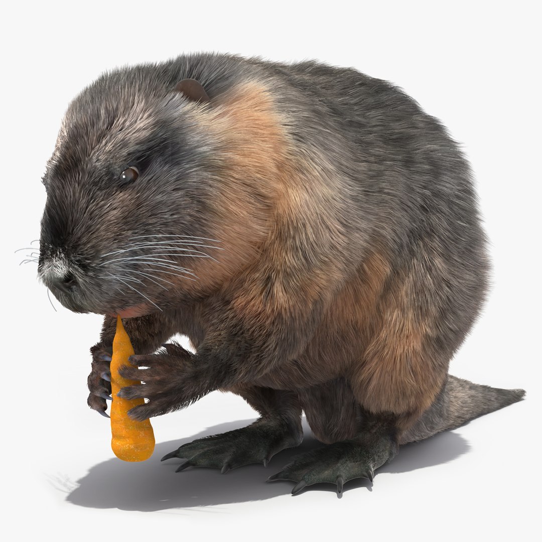 Nutria Eating Carrot Fur 3D model preview