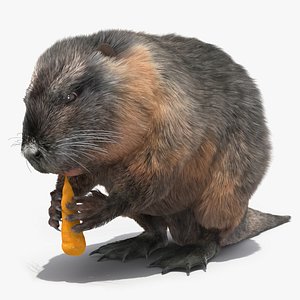 3D Nutria Eating Carrot Fur