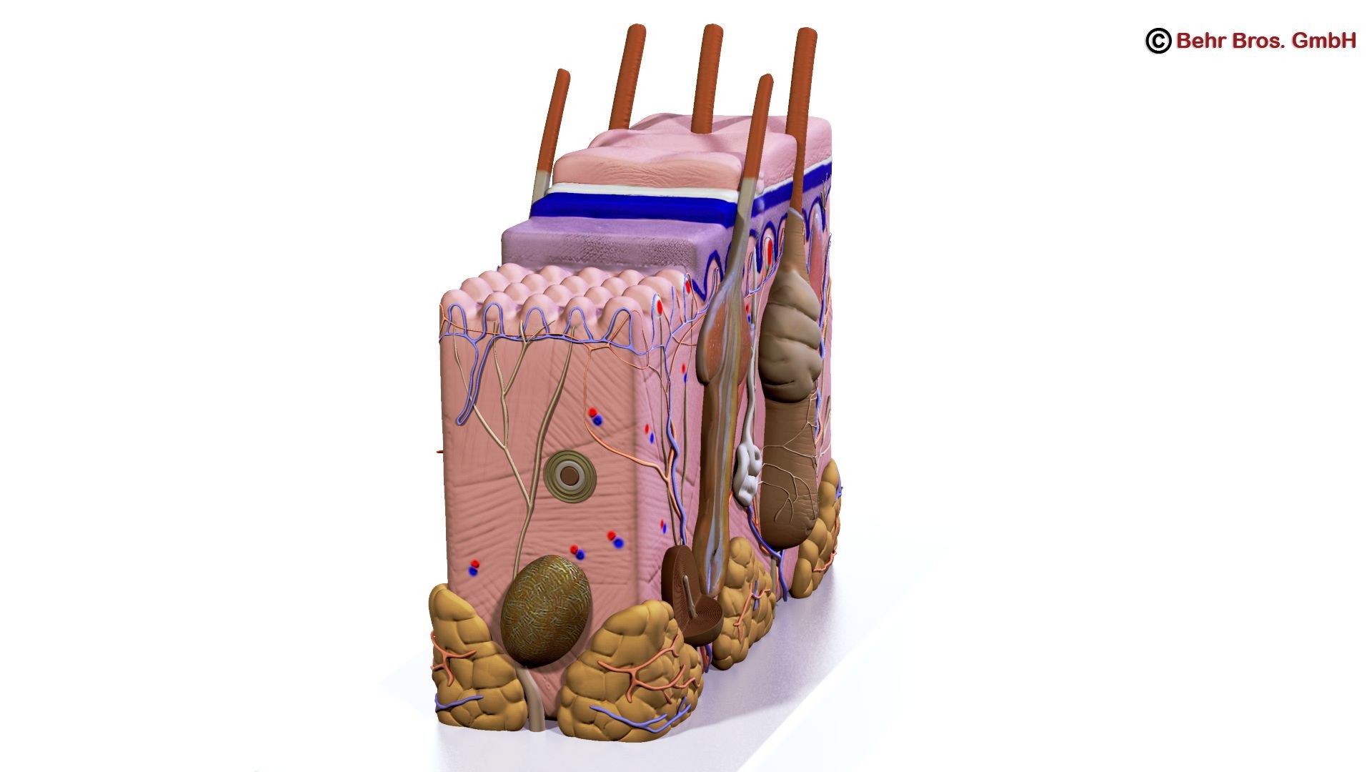 skin section hairs max https://p.turbosquid.com/ts-thumb/z8/qSKiQy/nDsEmU8F/skin_and_hair_render_copyright_03/jpg/1400686326/1920x1080/fit_q87/9abaec10954797eeeaaab611aea8f6ae1fa072ae/skin_and_hair_render_copyright_03.jpg