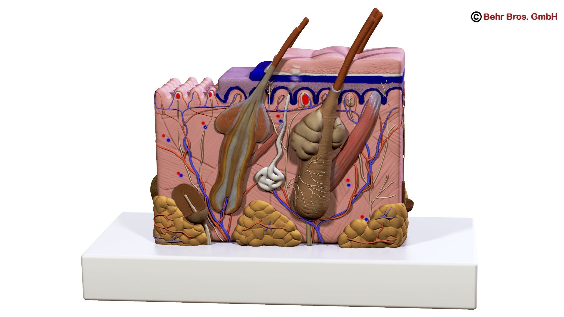 skin section hairs max https://p.turbosquid.com/ts-thumb/z8/qSKiQy/qIik3fve/skin_and_hair_render_copyright_07/jpg/1400686372/1920x1080/fit_q87/74510fe893965ee892be033f74c937f52da8cd04/skin_and_hair_render_copyright_07.jpg