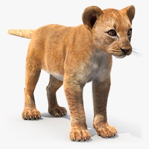 Lion Cub Fur 3D model