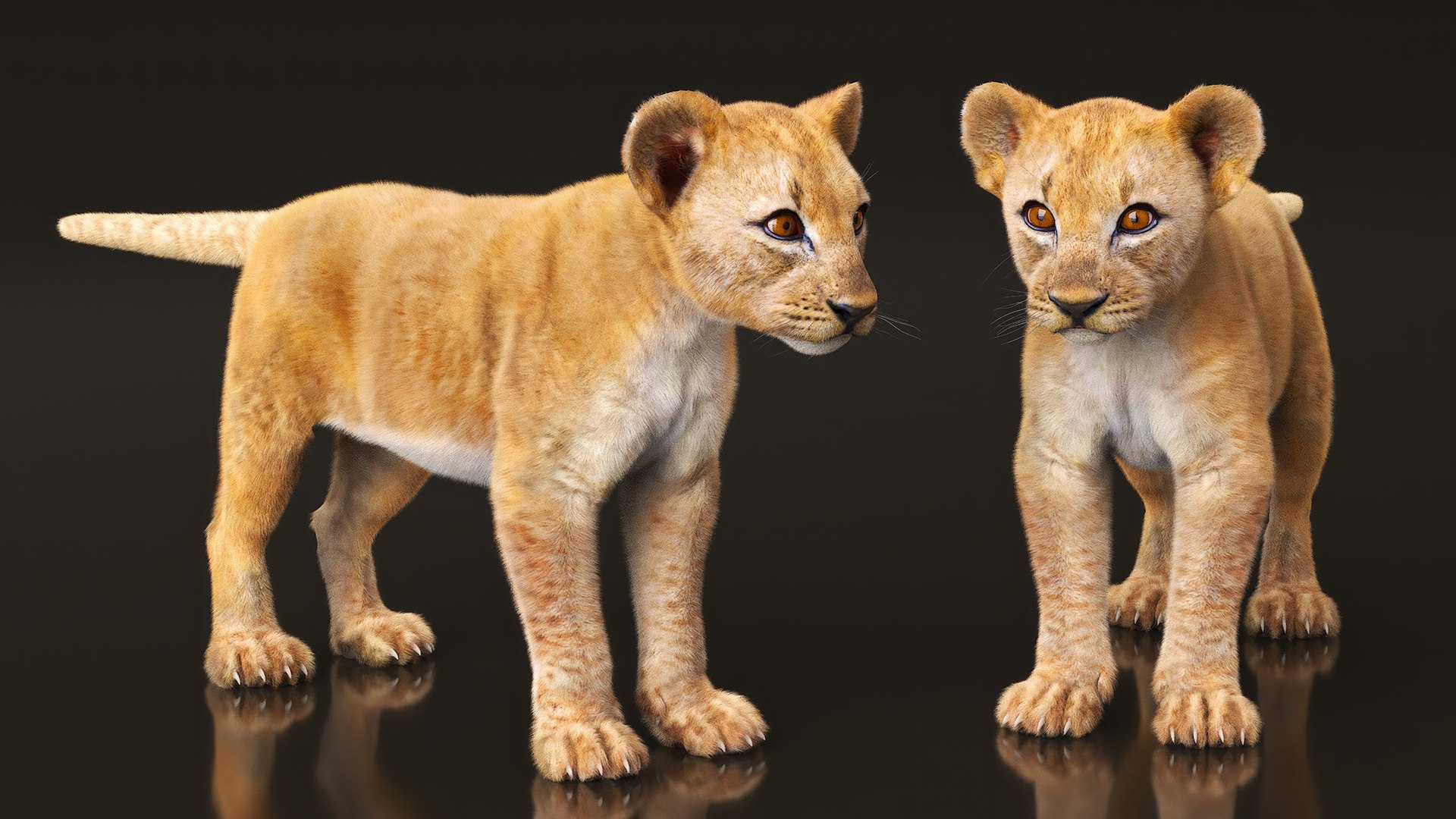 Lion Cub Fur 3D Model - TurboSquid 2335374
