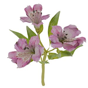 3D model Alstroemeria