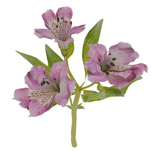 Alstroemeria