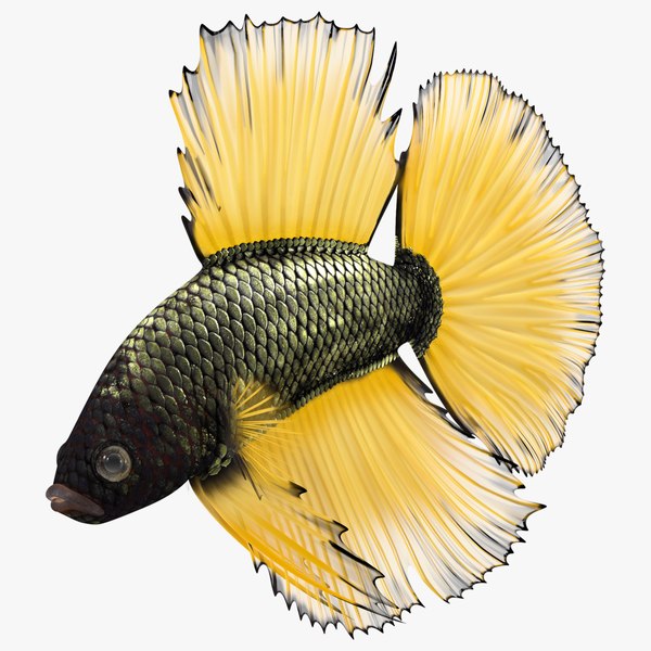 modelo 3d Pez Betta Cola de Corona Amarilla Buceo Animado Aparejado ...
