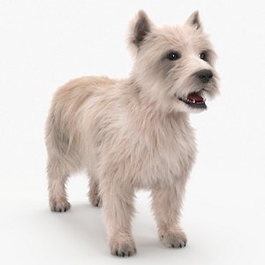 3D model Mongrel Dog Cream Standard Pose Fur for Cinema 4D