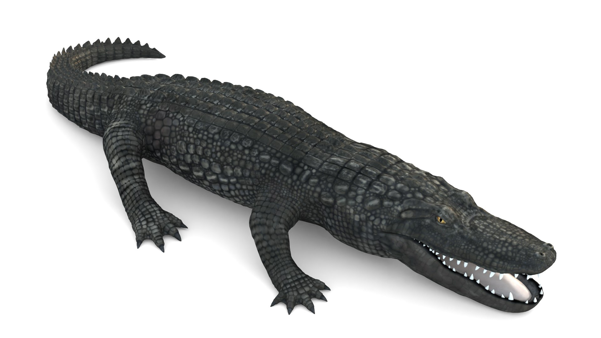 Alligator 3D Model - TurboSquid 2218693