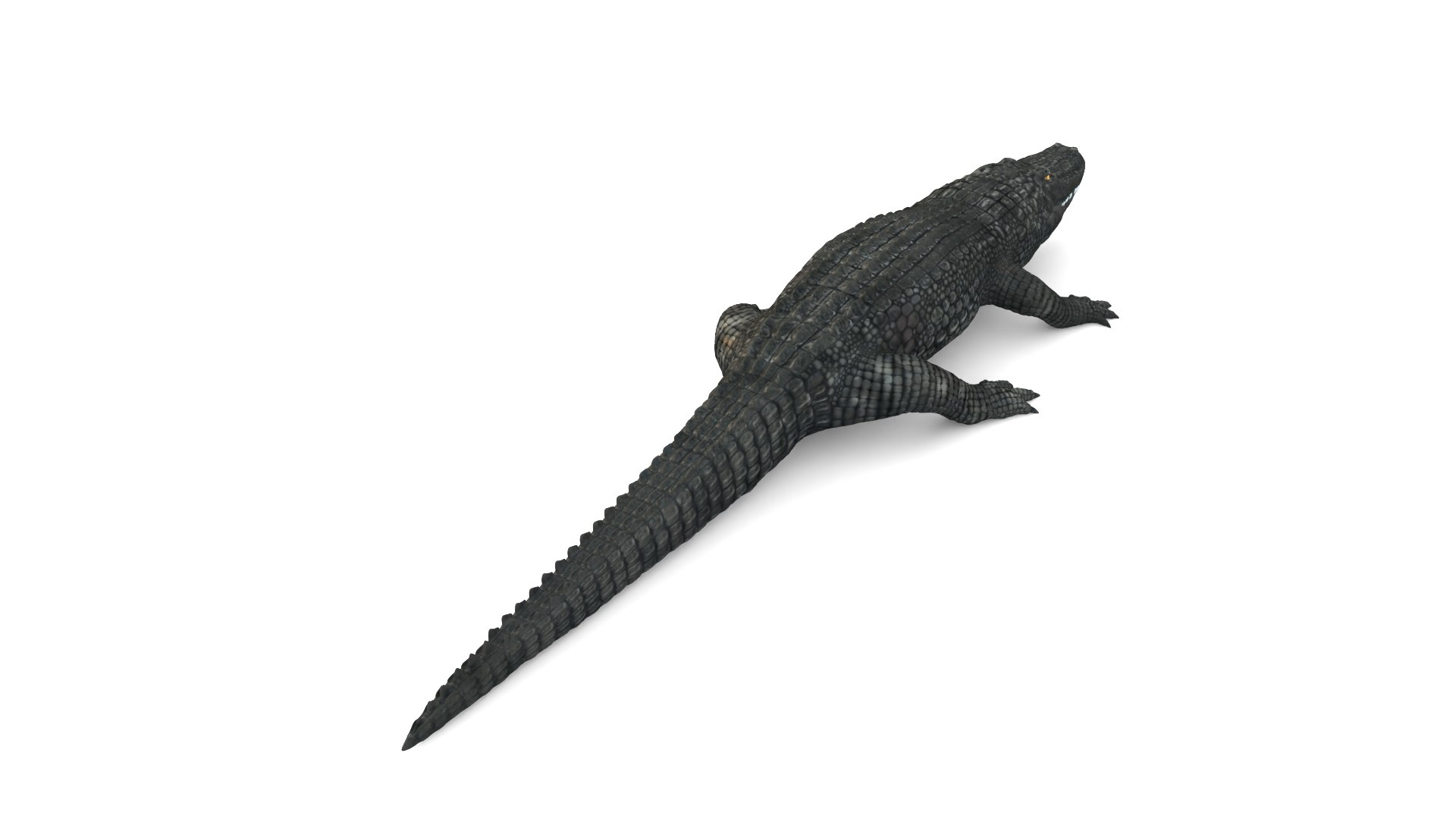 Alligator 3D Model - TurboSquid 2218693