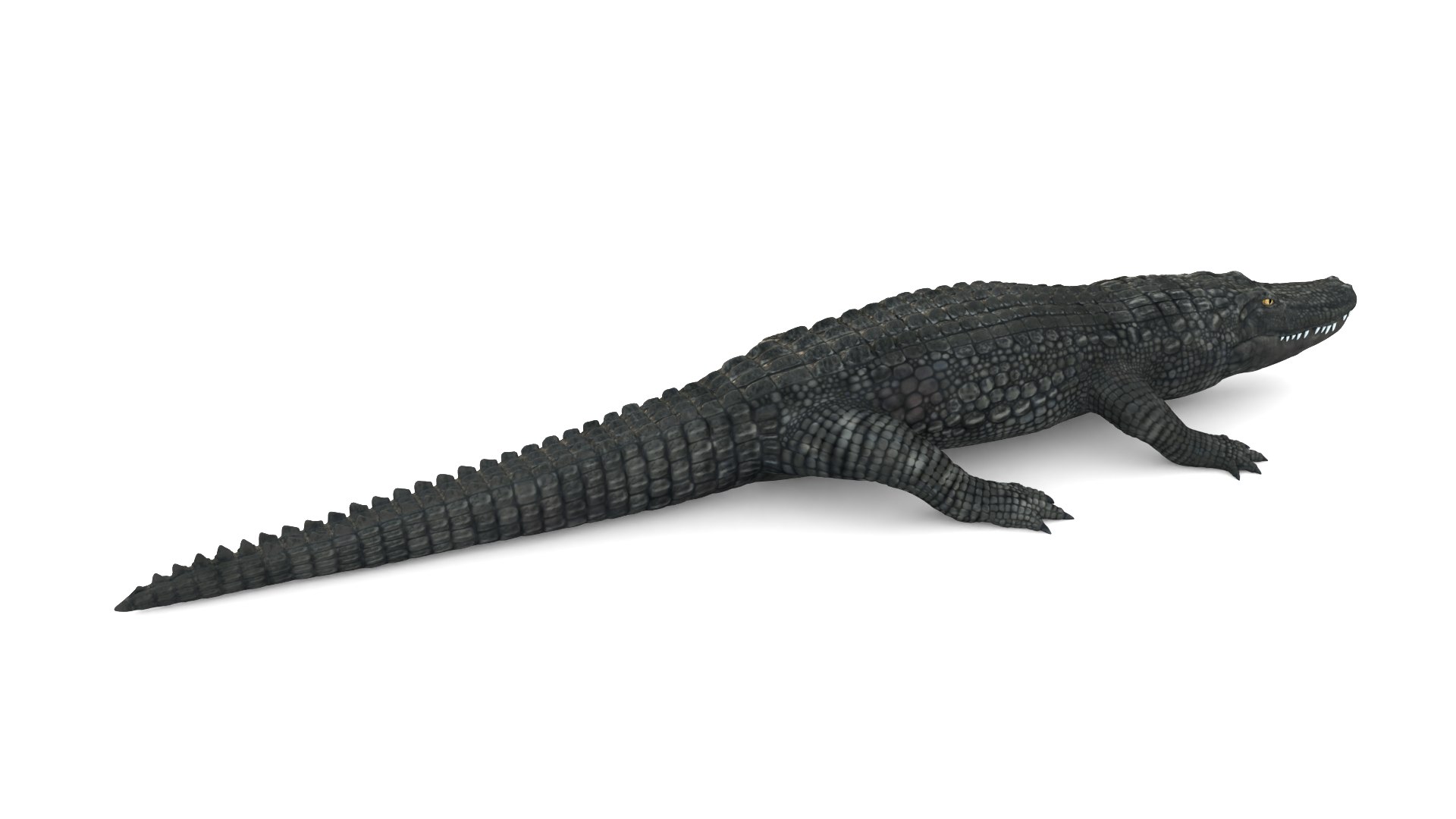 Alligator 3D Model - TurboSquid 2218693