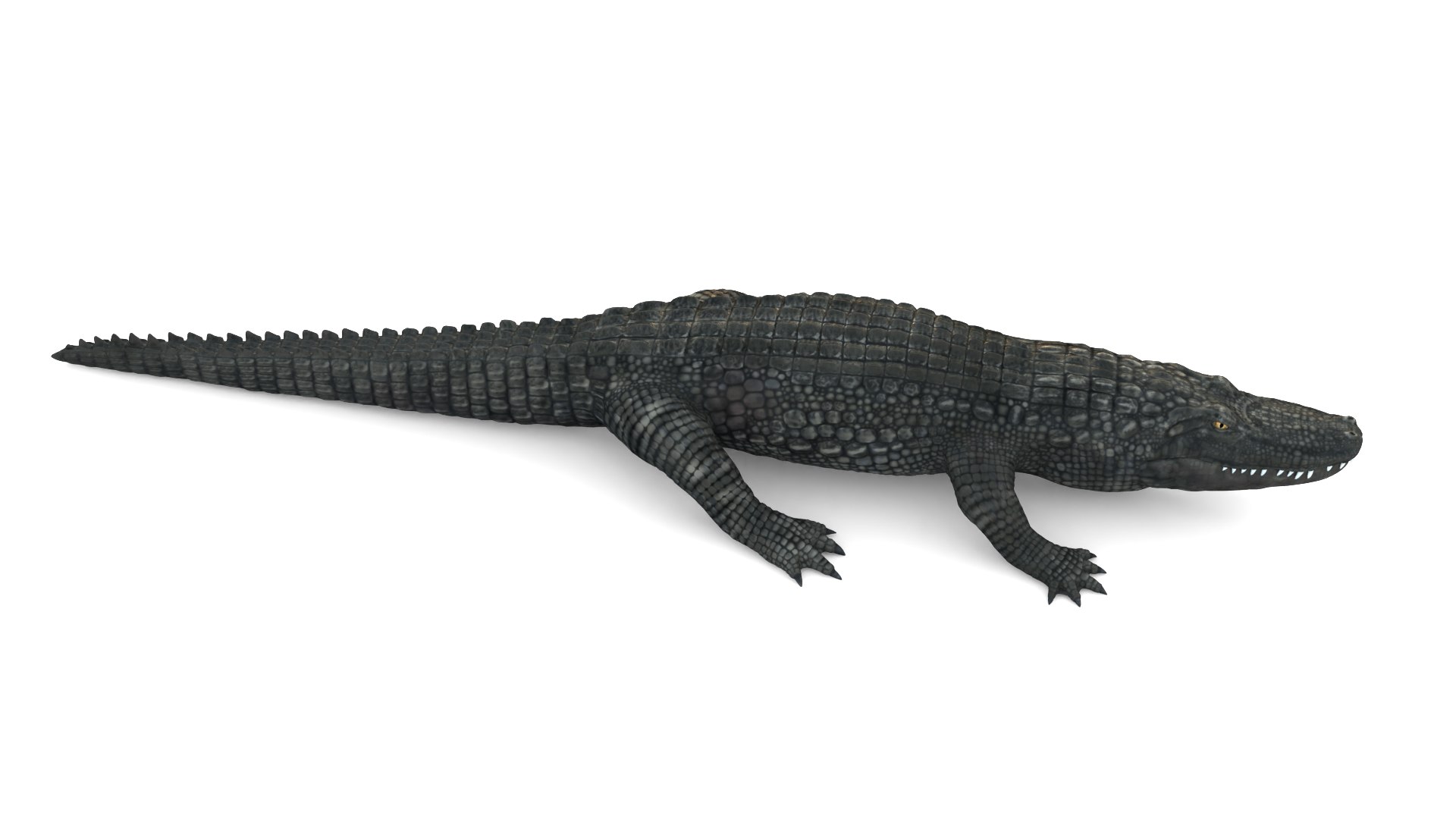 Alligator 3D Model - TurboSquid 2218693