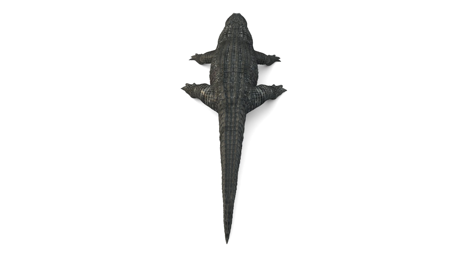 Alligator 3D Model - TurboSquid 2218693