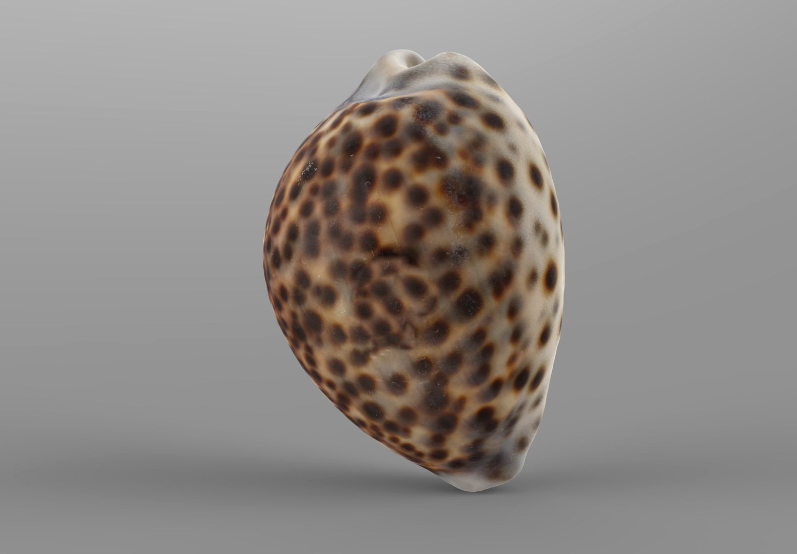 3D Sea Shell - TurboSquid 1960059