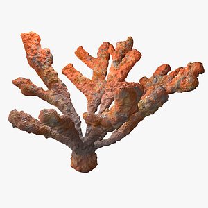 coral elkhorn