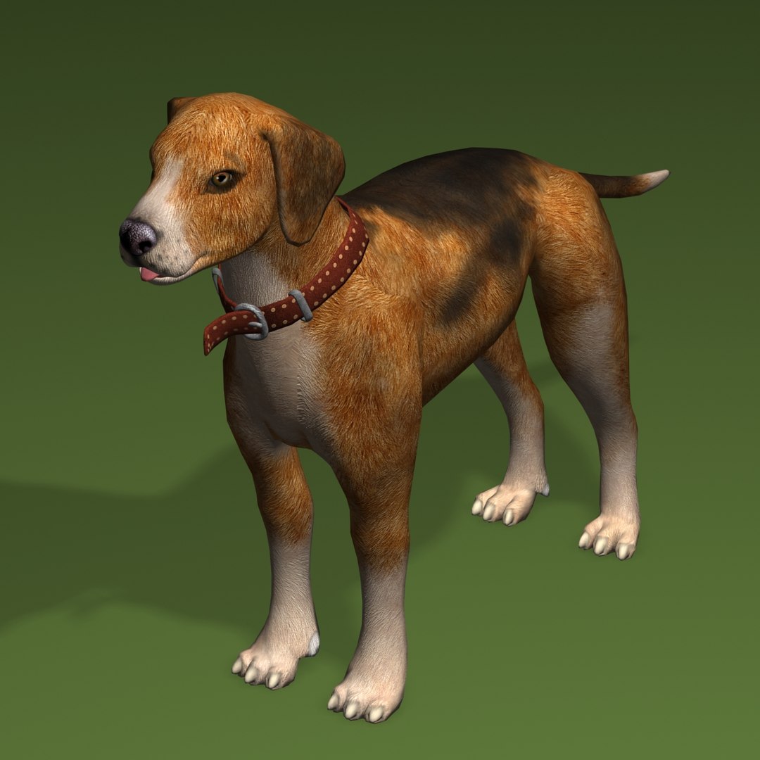 Max Dog Beagle