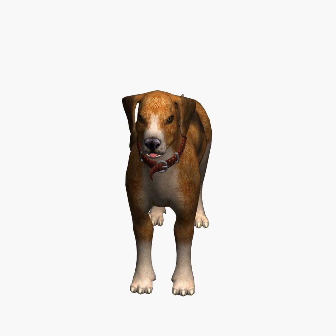 Max Dog Beagle