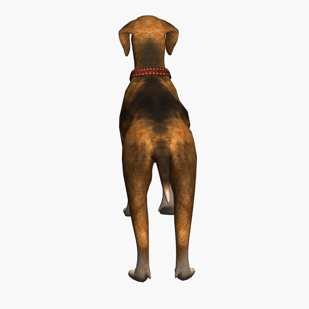 Max Dog Beagle