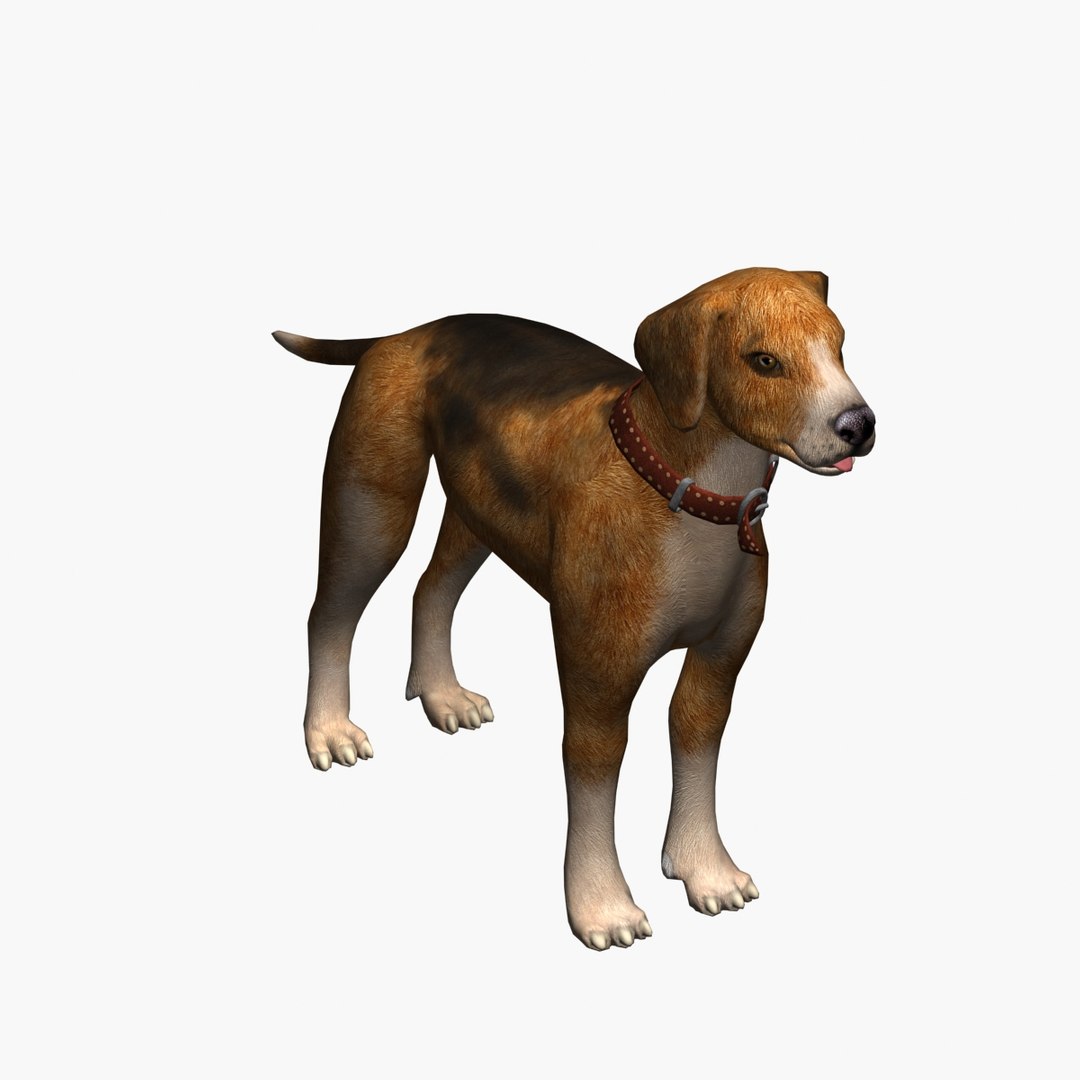 Max Dog Beagle
