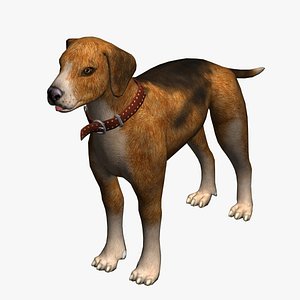 Dog Beagle