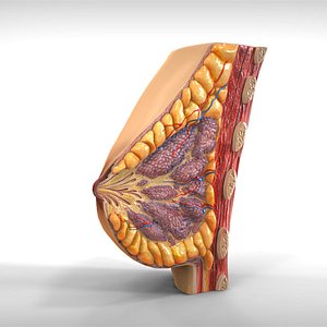 Human Female Breast Anatomy