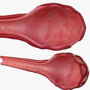 3D Alveolar breathing deformation animation 4 sets of models with identical vertices model