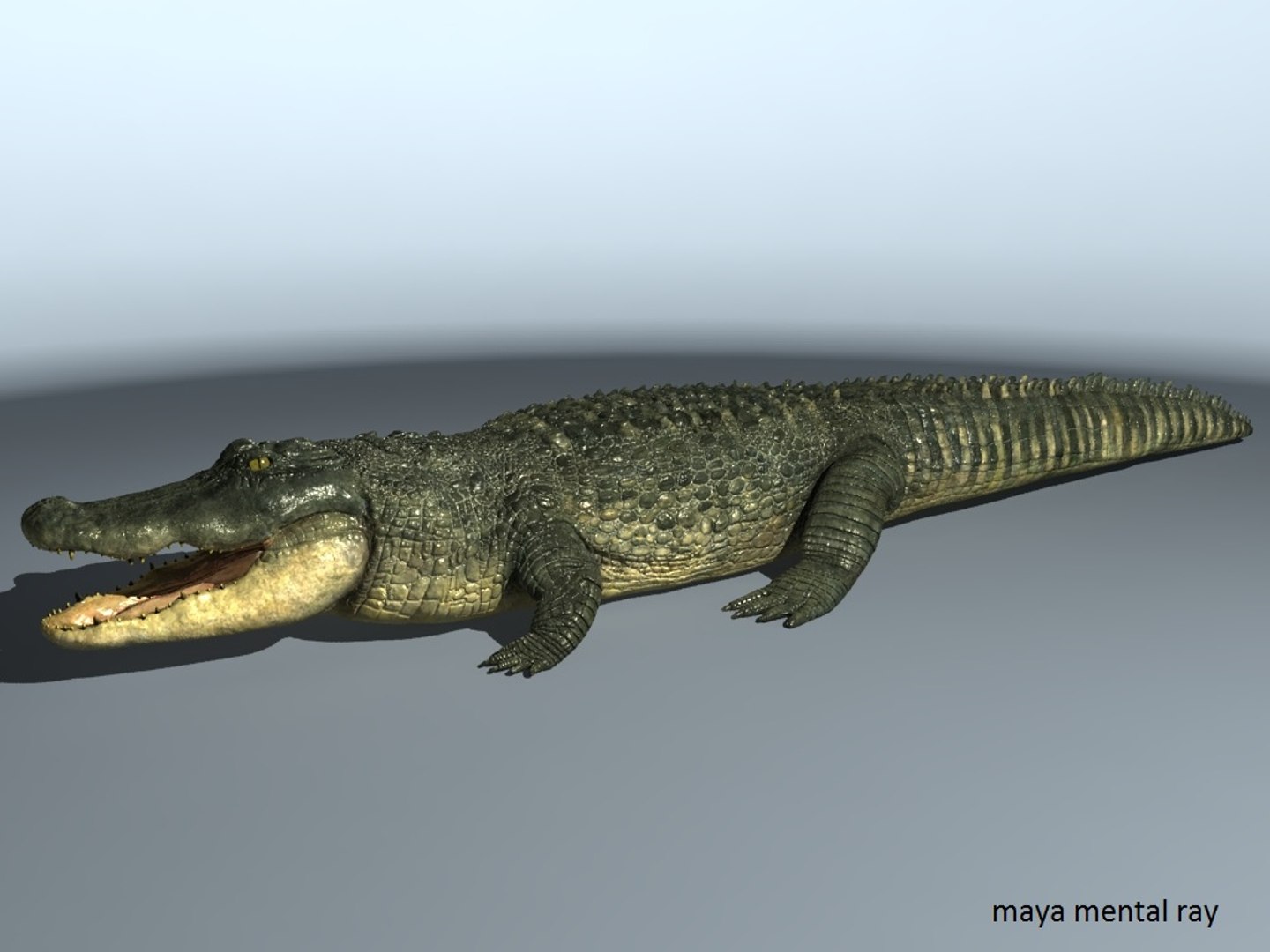 Aligator Alligator 3d Max