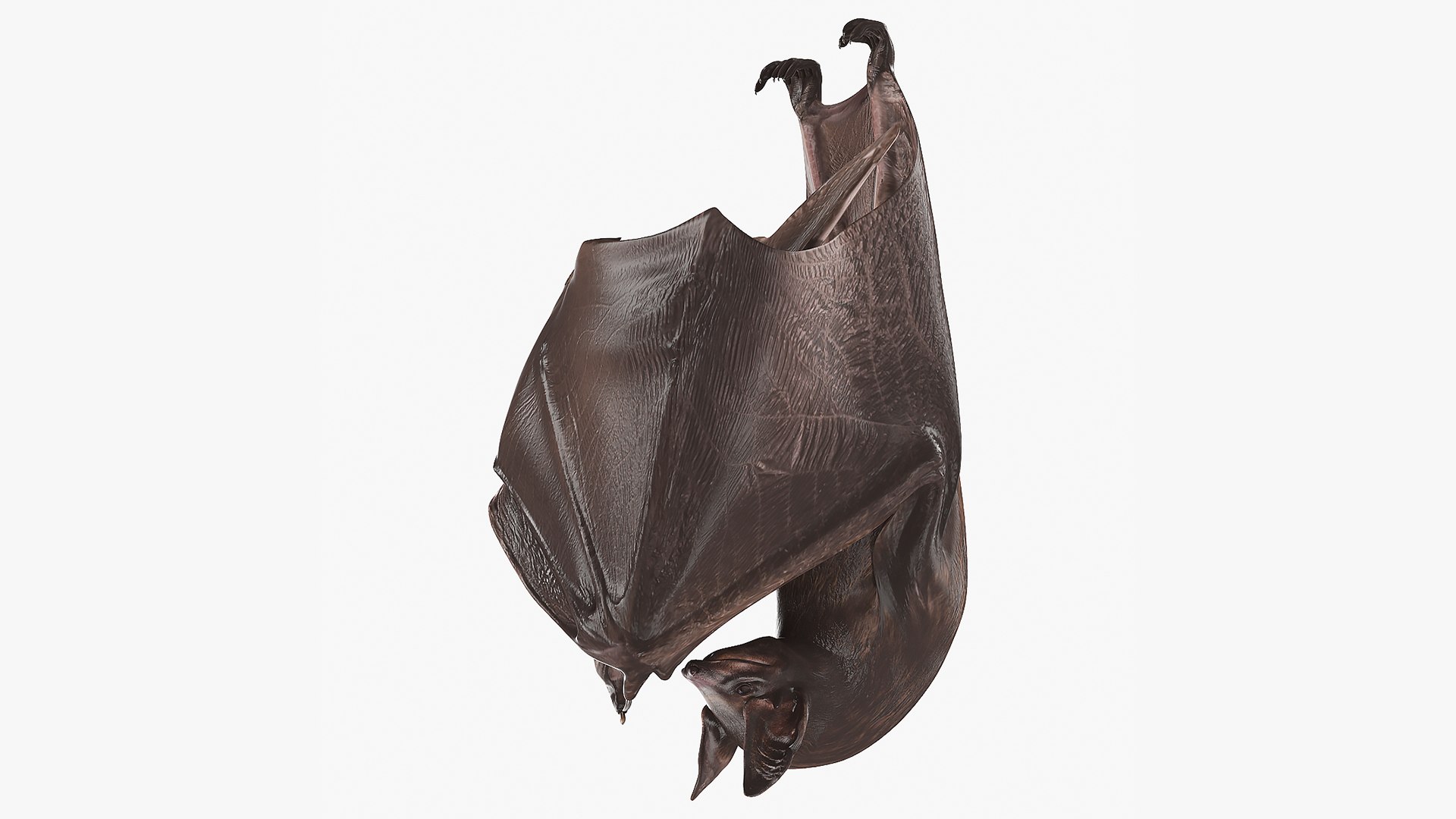 Hanging Black Bat 3D model preview