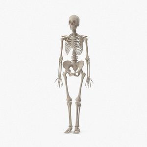 female skeleton 3d model