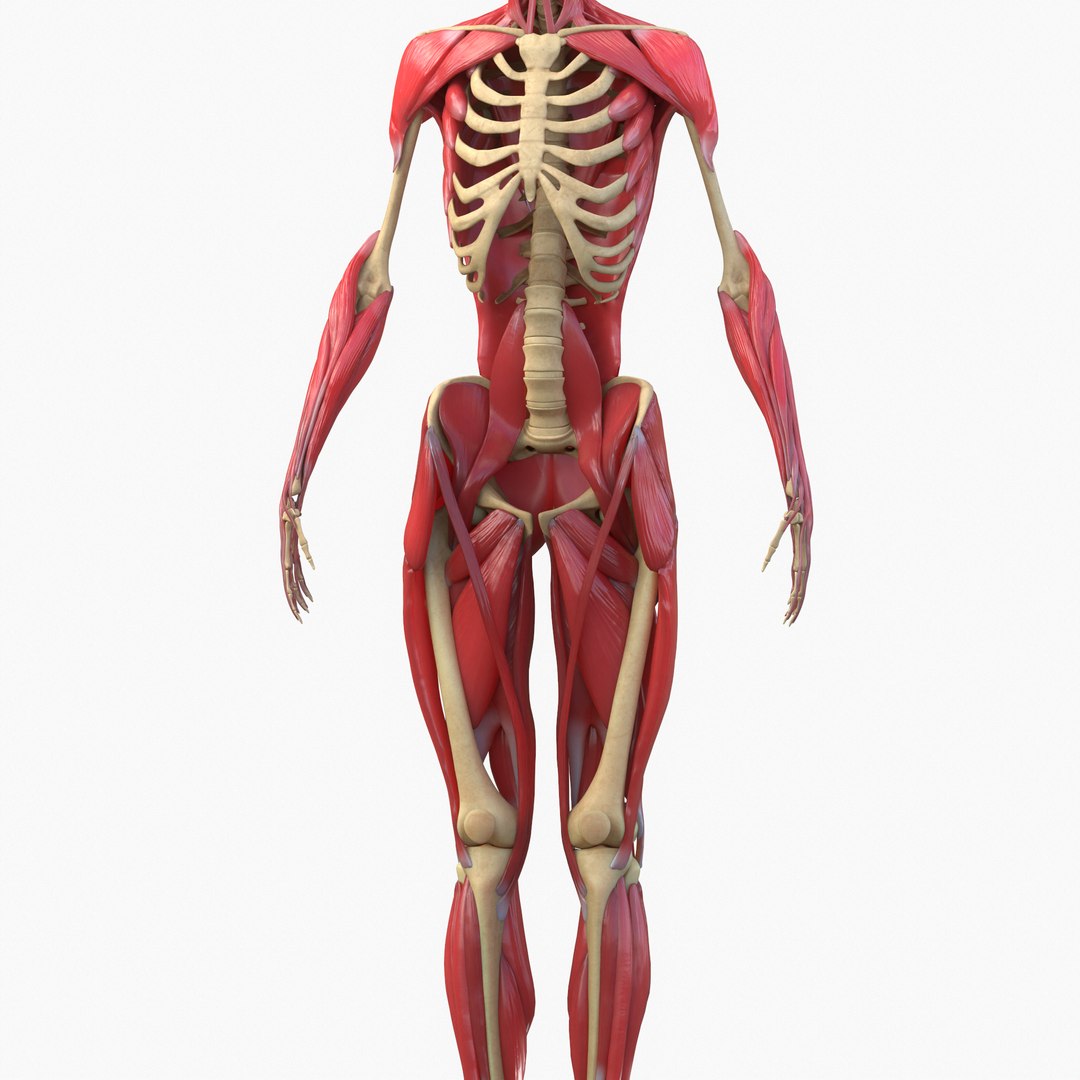 Body Muscle Anatomy 3D Model - TurboSquid 1398841