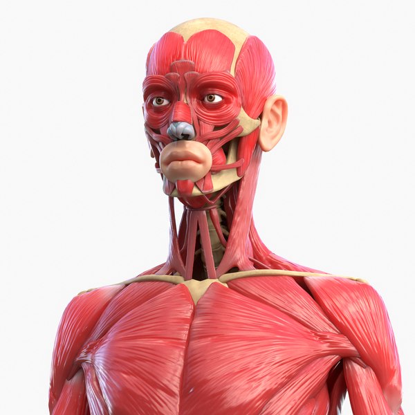 全身筋肉の解剖学3Dモデル TurboSquid 1398841