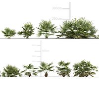 Sabal minor - Bush Palmetto