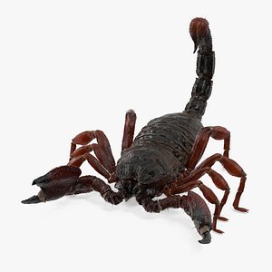 Realistic Scorpion with Fur