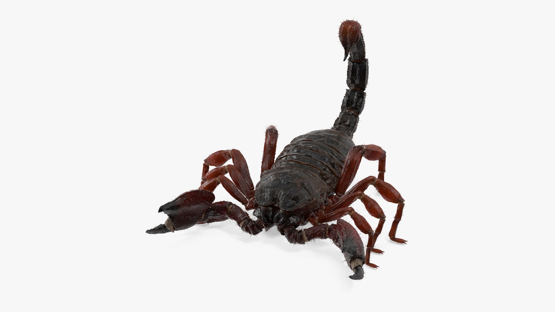 Realistic Scorpion with Fur 3D model preview
