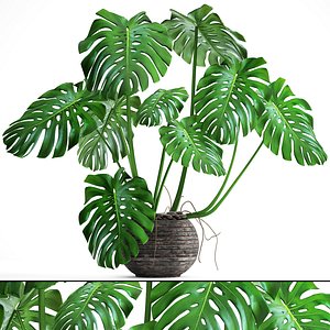 3D monstera model