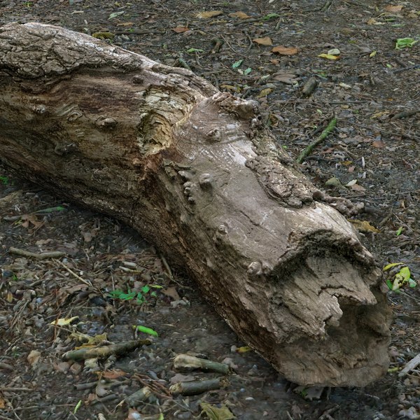 tree log model