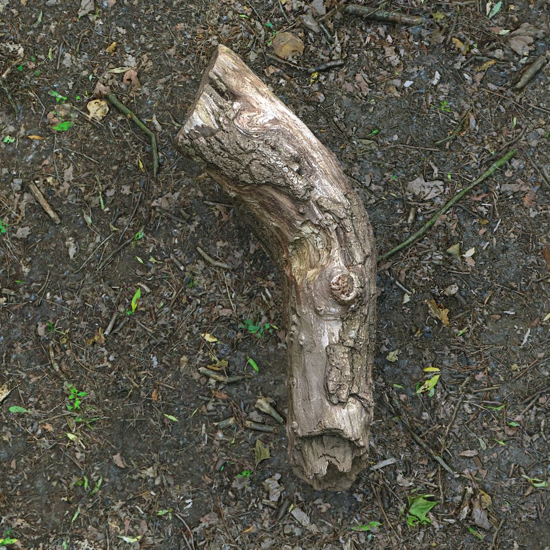 Tree Log Model - TurboSquid 1177984