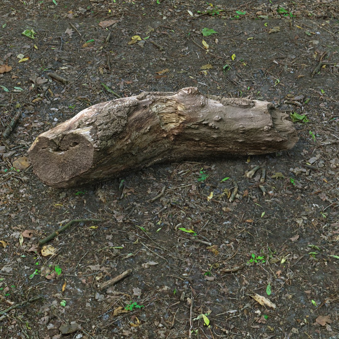 Tree Log Model - TurboSquid 1177984