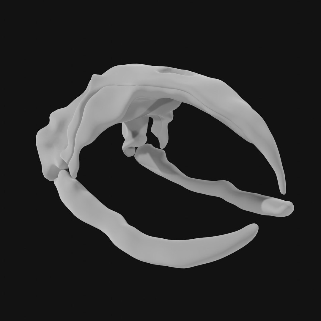 Bowhead Whale Skull 3D Model - TurboSquid 1974971