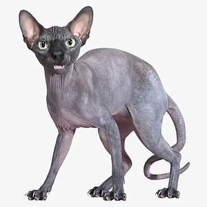 3D model sphynx cat standing