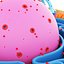 Animal cell