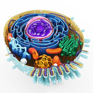 Animal cell