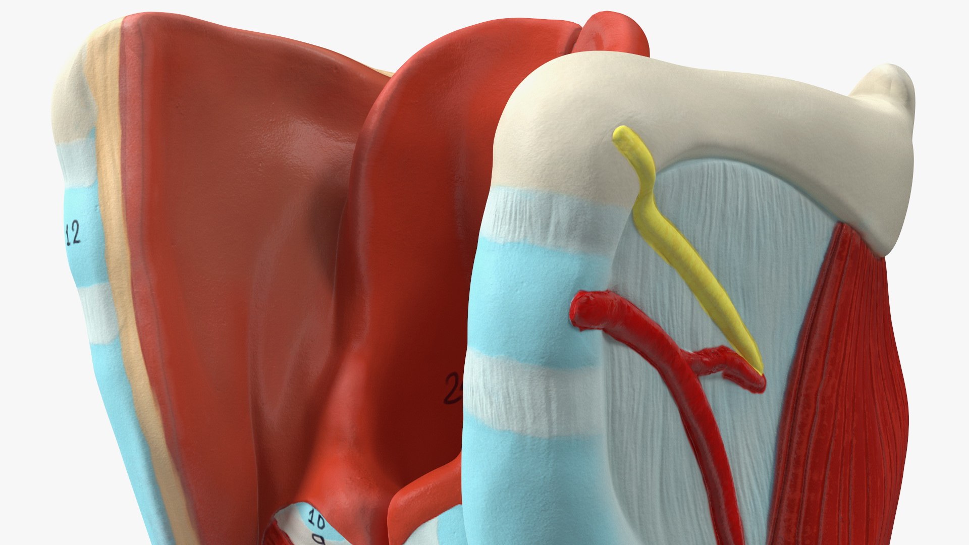 3D Larynx Medical Model Assembled model https://p.turbosquid.com/ts-thumb/zA/D2YSOi/1q/larynxmedicalmodelassembledmb3dmodel016/jpg/1671687379/1920x1080/fit_q87/35d25d02078d8846c5fdfd01d6a3122b035fc2d1/larynxmedicalmodelassembledmb3dmodel016.jpg