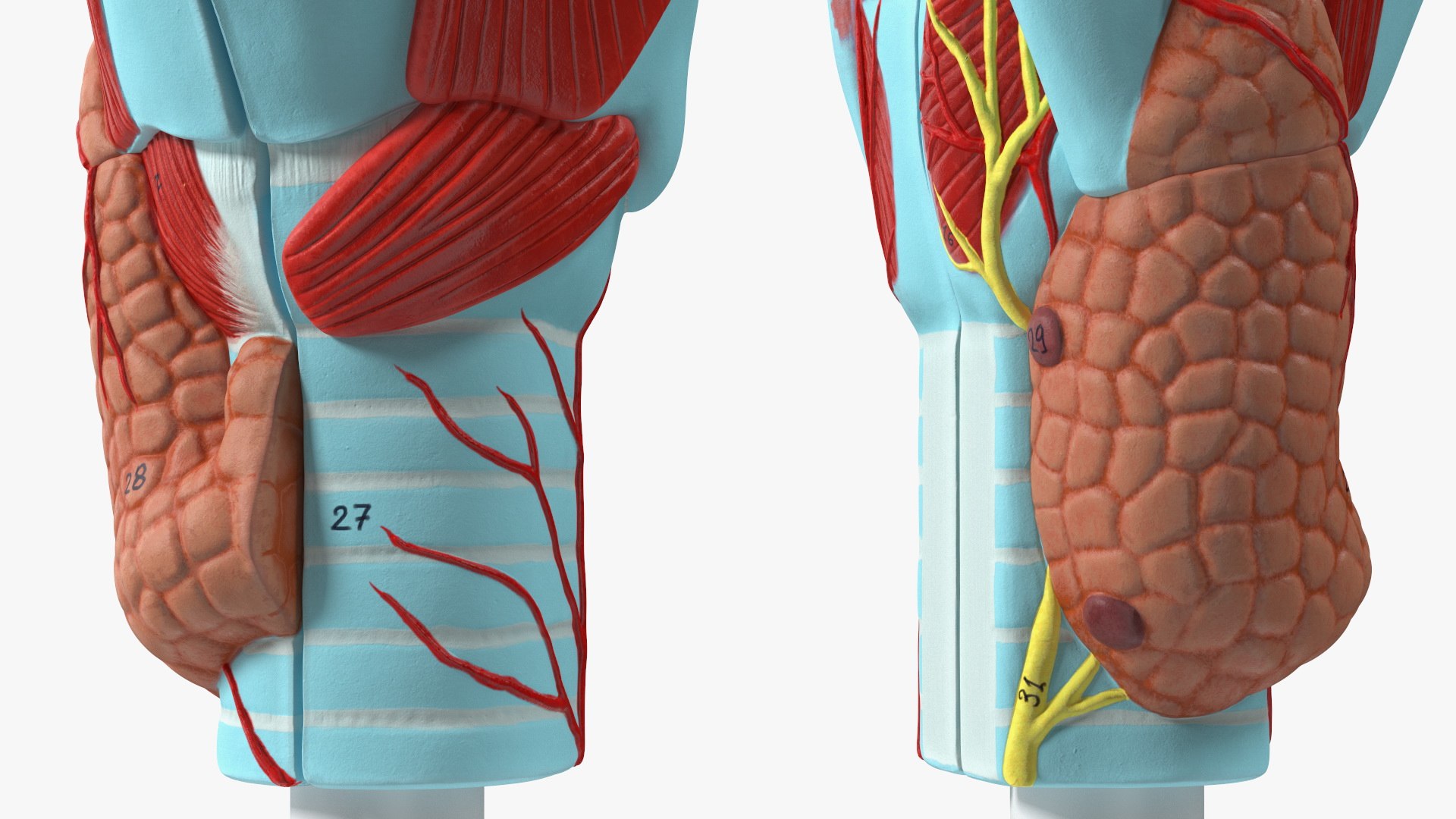 3D Larynx Medical Model Assembled model https://p.turbosquid.com/ts-thumb/zA/D2YSOi/2u/larynxmedicalmodelassembledmb3dmodel018/jpg/1671687385/1920x1080/fit_q87/69fcc11adcff2aefa5b5d5f1b23256d34b9cc6b6/larynxmedicalmodelassembledmb3dmodel018.jpg